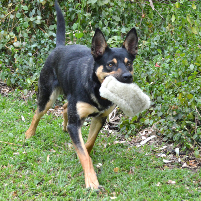 Dog Chew Toy - Image 2