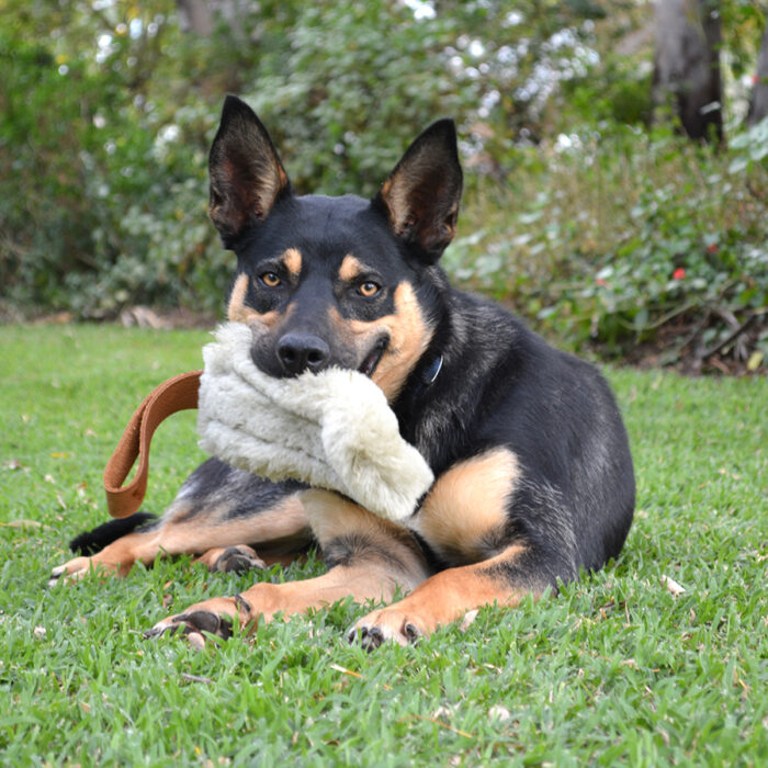 Dog Chew Toy