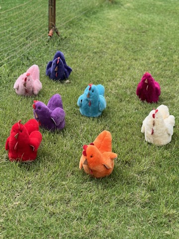 Ben's Hens Tambo Teddies racing chickens
