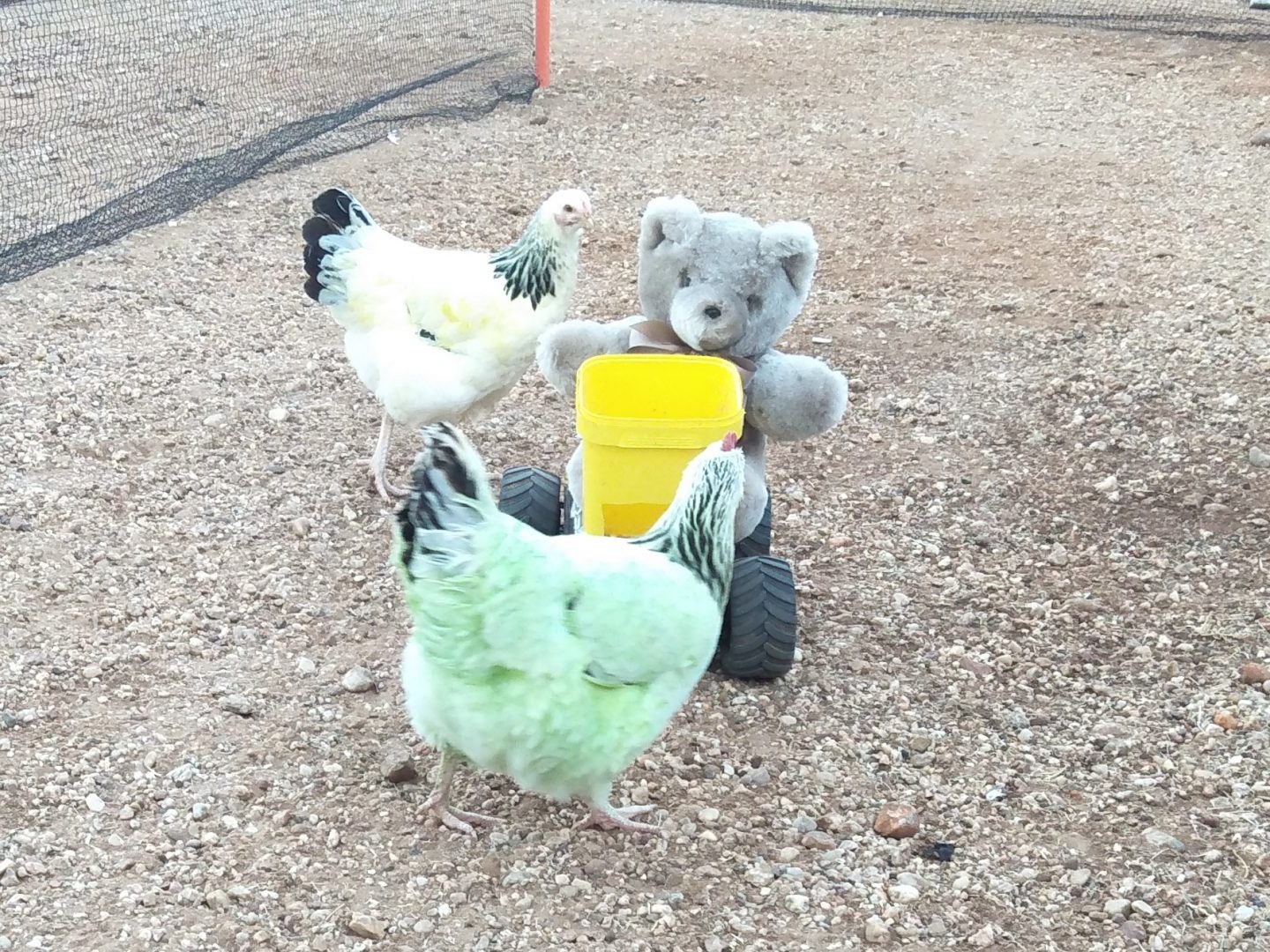 Chicken racing with Tambo Teddy Bears
