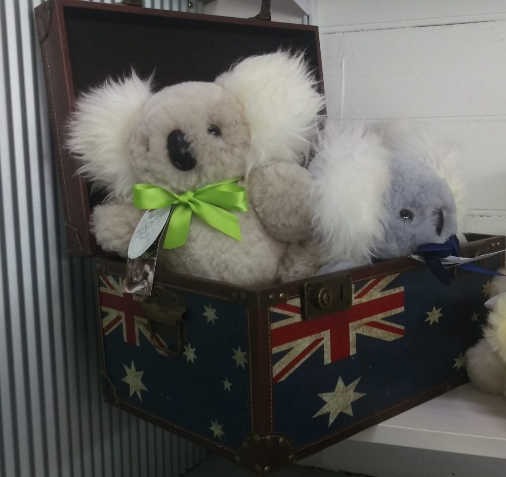 koala teddies