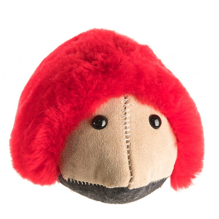 Echidna - Image 7