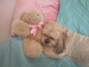 Tambo Teddy Bear with Rosie the dog