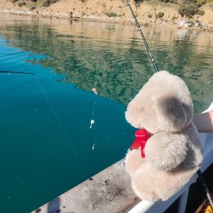 Fishing Tambo Teddy