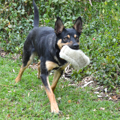 Dog Chew Toy - Image 2